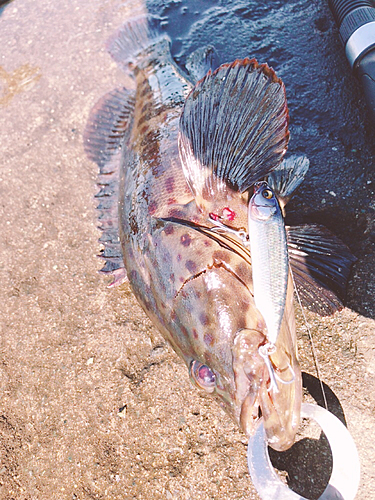 チャイロマルハタの釣果