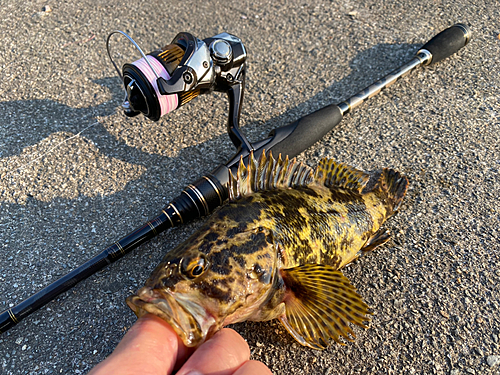 タケノコメバルの釣果