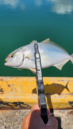 ショゴの釣果