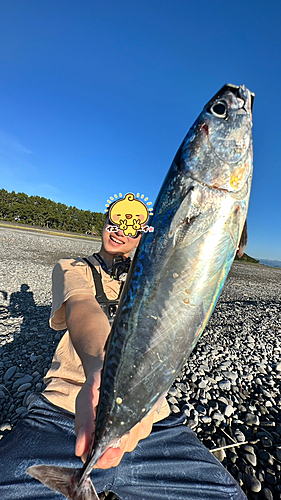 ソウダガツオの釣果