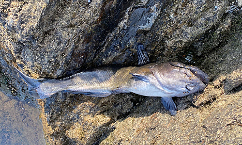 ナマズの釣果