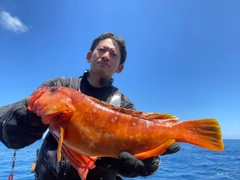 アカハタの釣果