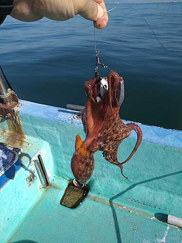 マダコの釣果