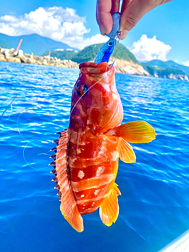 アカハタの釣果