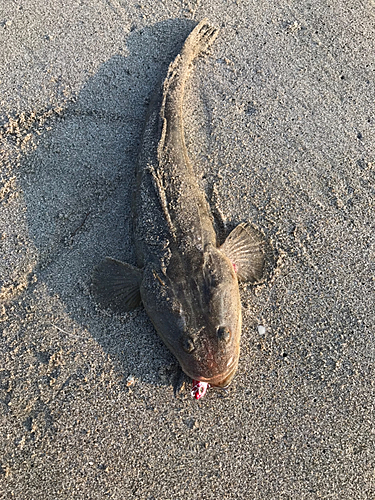 マゴチの釣果