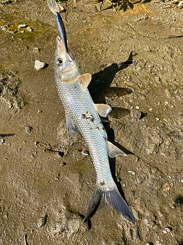 ニゴイの釣果