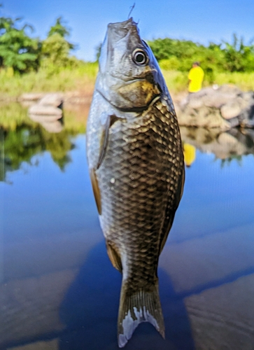 フナの釣果