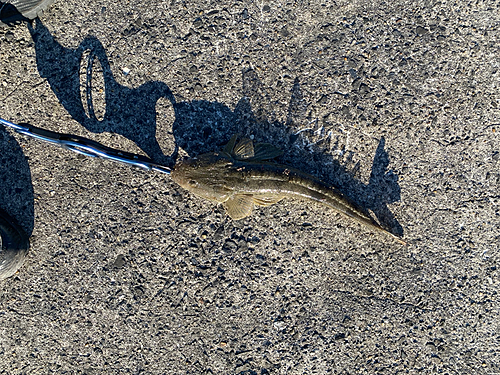 マゴチの釣果