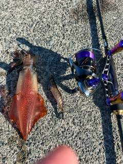 ケンサキイカの釣果