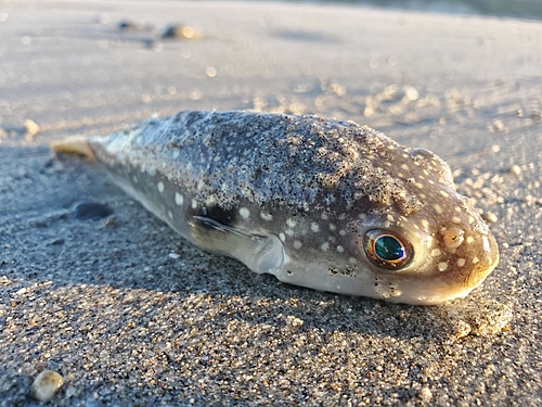 クサフグの釣果