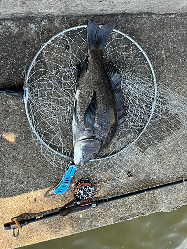 チヌの釣果