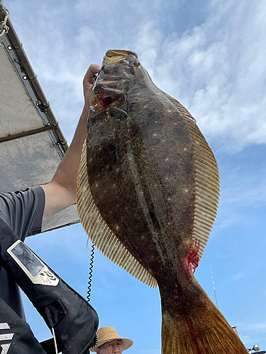 ヒラメの釣果