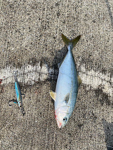 ショッコの釣果