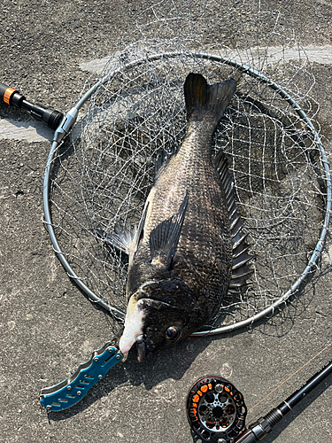 チヌの釣果