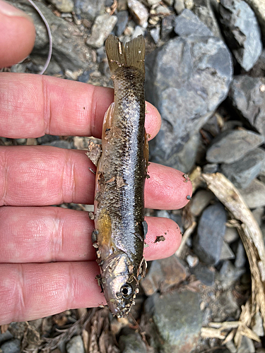 アブラハヤの釣果