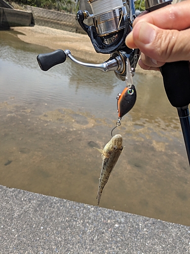 ハゼの釣果