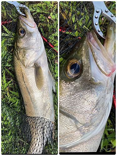 シーバスの釣果