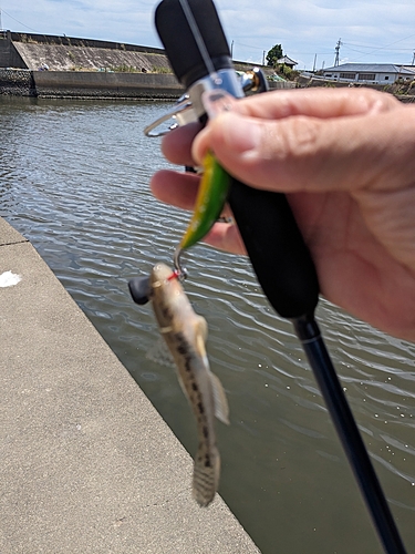 ハゼの釣果