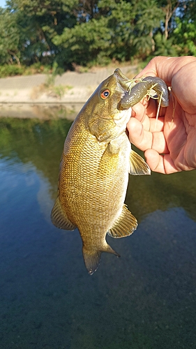 スモールマウスバスの釣果