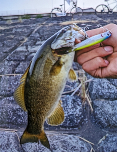 スモールマウスバスの釣果