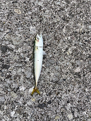 サバの釣果