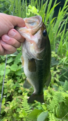 ラージマウスバスの釣果