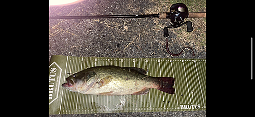 ブラックバスの釣果