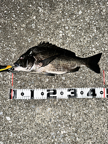 クロダイの釣果