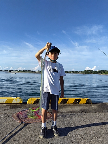 ダツの釣果