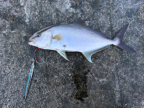 ヒレナガカンパチの釣果