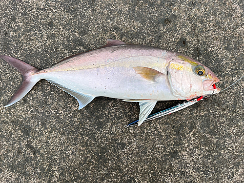 カンパチの釣果