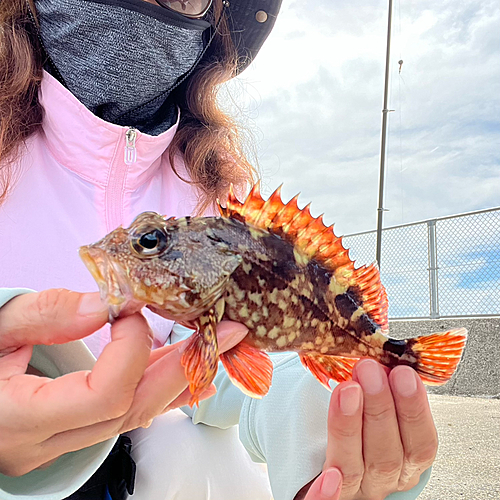 カサゴの釣果