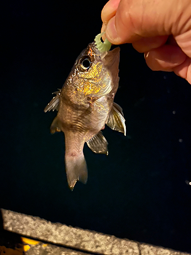 ネンブツダイの釣果