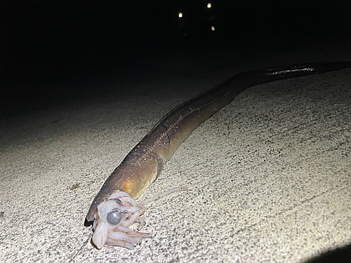 アナゴの釣果