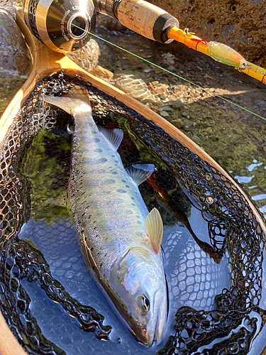 ヤマメの釣果