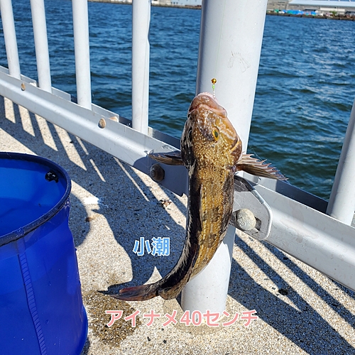 スジアイナメの釣果