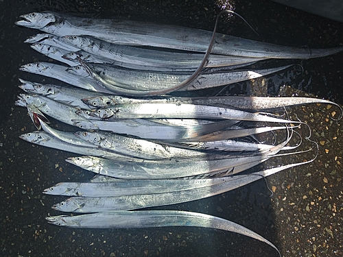 タチウオの釣果