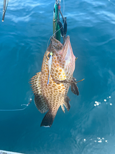 オオモンハタの釣果