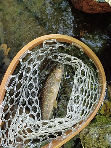 イワナの釣果