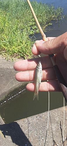 クチボソの釣果