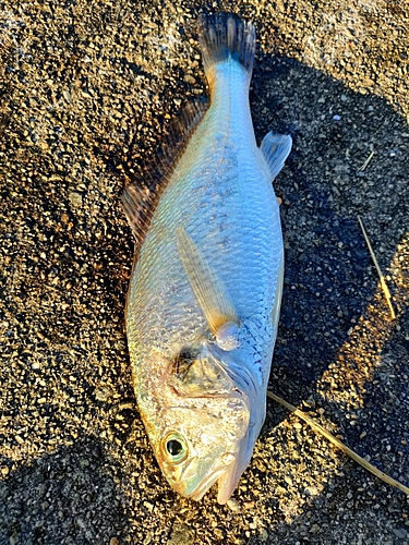 イシモチの釣果