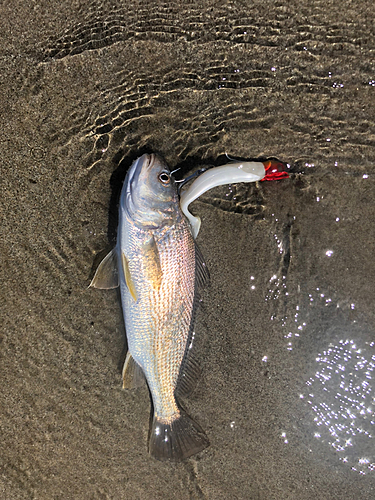 イシモチの釣果