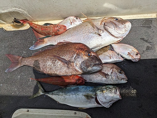 マダイの釣果