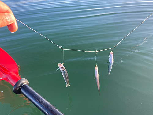 ゴマサバの釣果