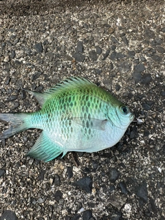 スズメダイの釣果