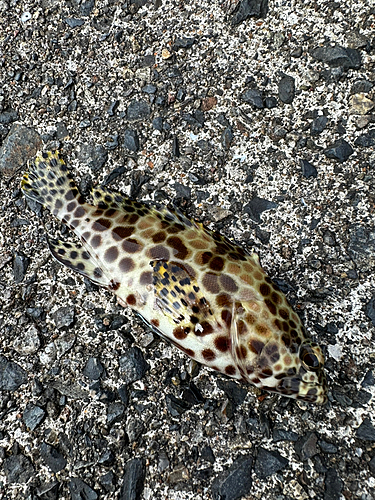 ヒトミハタの釣果