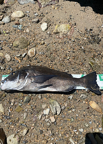 チヌの釣果