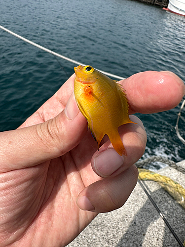 スズメダイの釣果