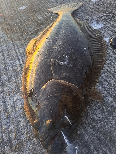 ヒラメの釣果