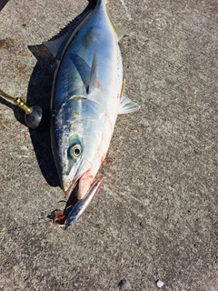 イナダの釣果